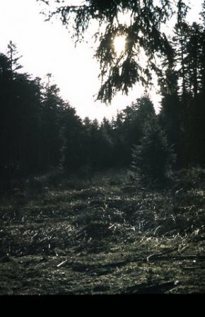 CC_66-67_A11.jpg