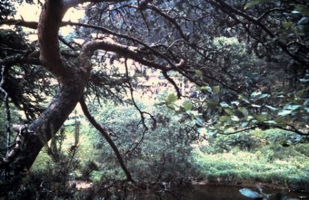 CC_66-67_A13.jpg